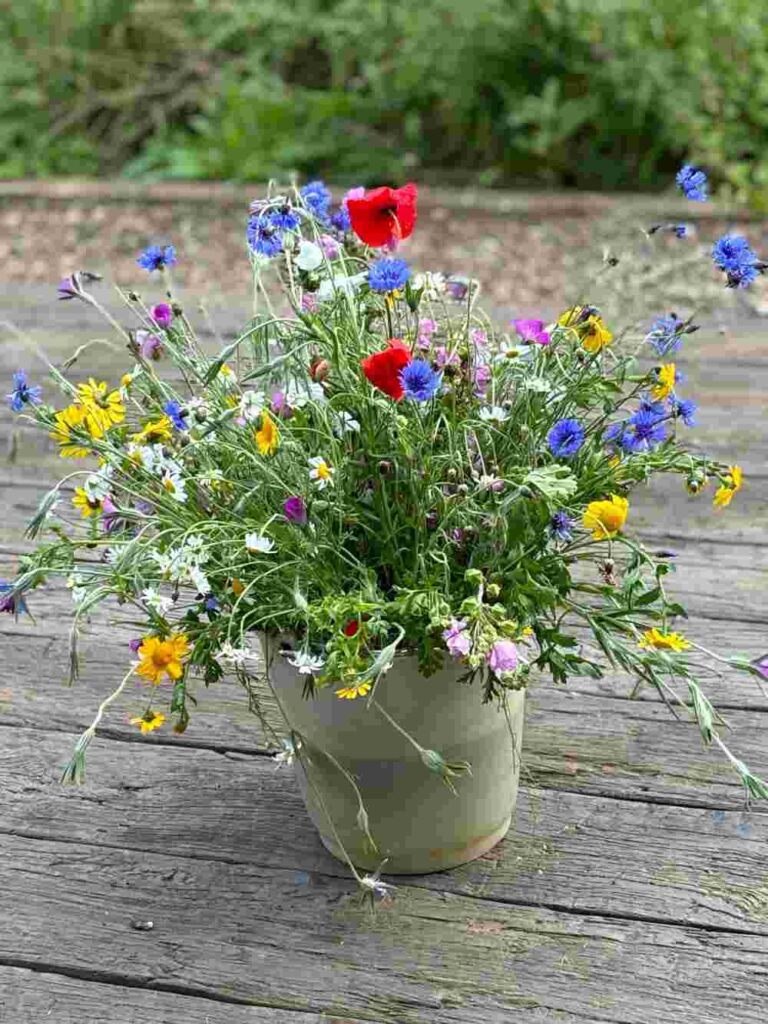 Wild Flowers at Set Aside