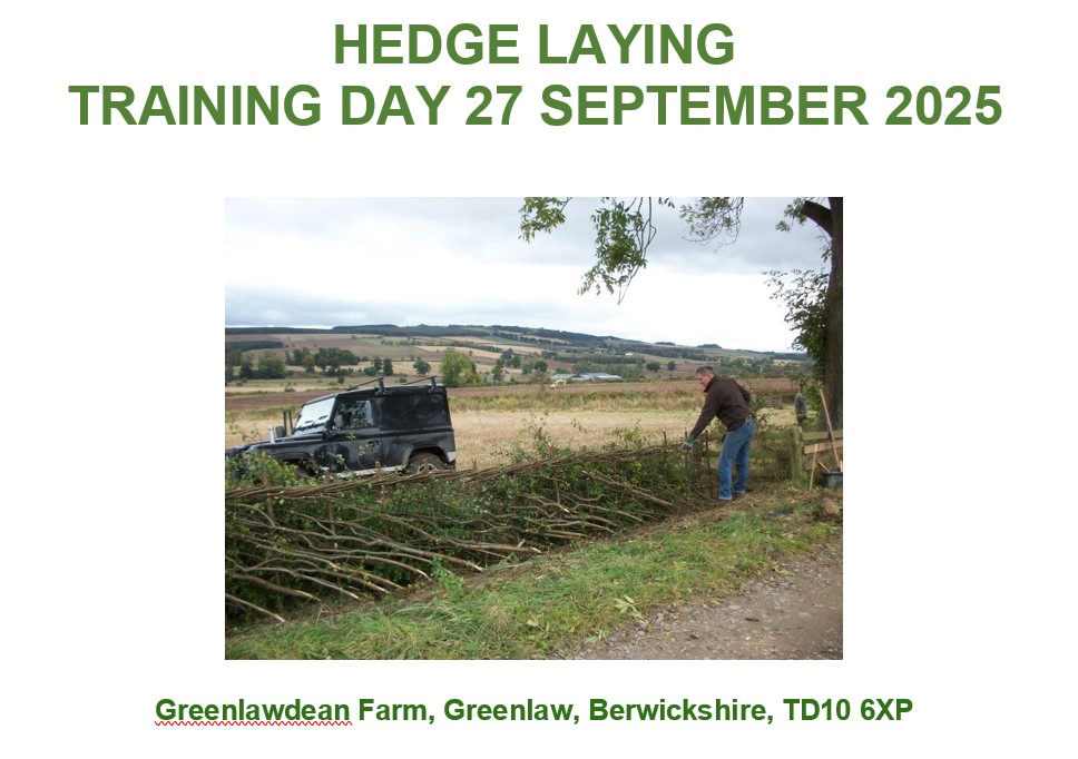 Set Aside Hedge Laying